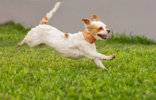 Red Light Therapy-The Secret to Keeping Your Pets Healthy and Happy