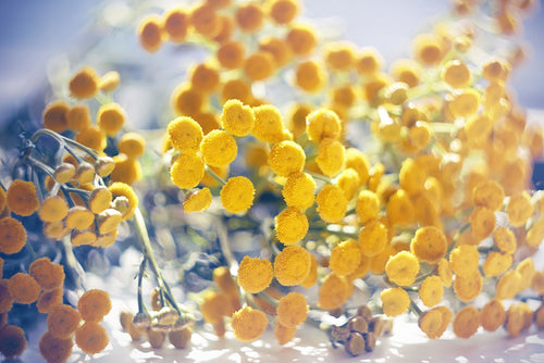 Unlocking the Power of Blue Tansy Oil: 4 Benefits for Well Being and Beauty